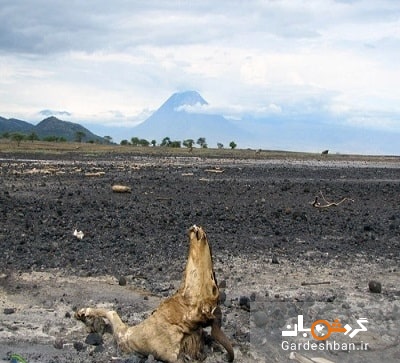 دریاچه ناترون، قتلگاه موجودات زنده آفریقا+تصاویر