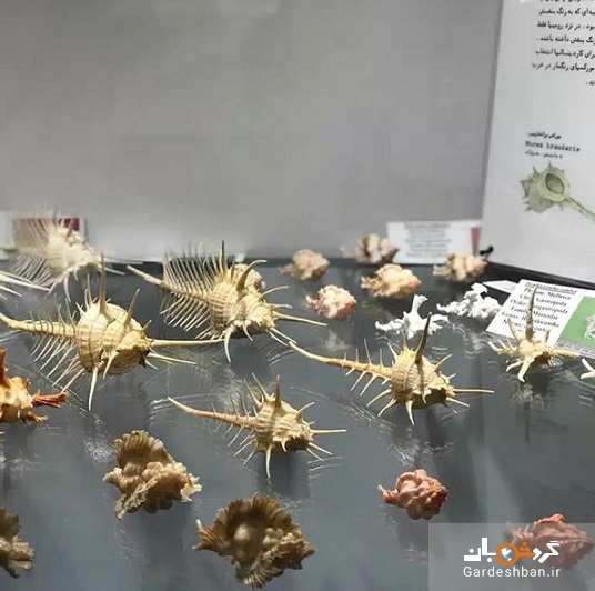 نادرترین گونه های دریایی را در «موزه صدف ناژوان» ببینید + تصاویر