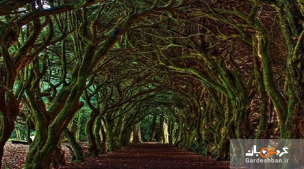 تونل درختی؛ پدیده جذاب و عجیب ایرلند+تصاویر