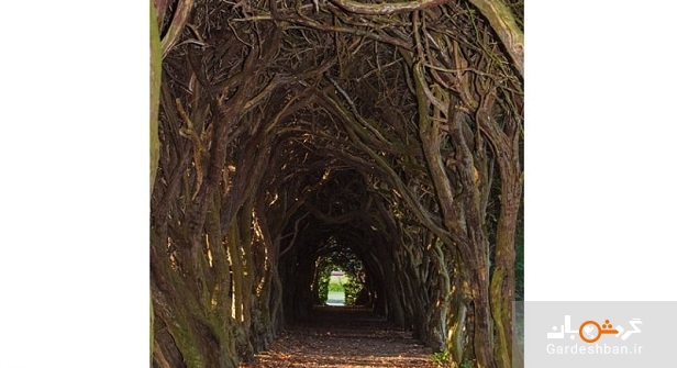 تونل درختی؛ پدیده جذاب و عجیب ایرلند+تصاویر