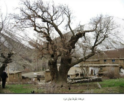 14 درخت کهنسال در کردستان ثبت ملی شدند