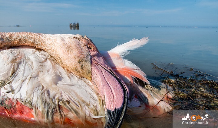 اطلاعات تازه درباره اتفاق اخیر میانکاله؛ مرگ ٣٠‌ هزار پرنده مهاجر