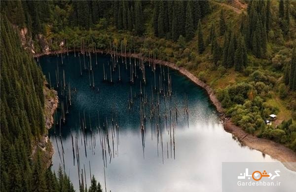 جنگل زیر آب؛ عجیب ترین دریاچه دنیا در قزاقستان/تصاویر