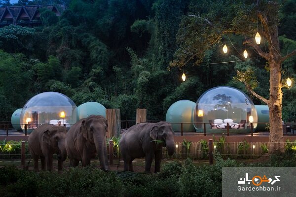 هتل آنانترا؛ هتل حبابی برای همنشینی با فیل‌ها +عکس