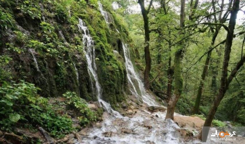 جنگل سنگده، بهشتی وسوسه انگیز در قلب مازندران/تصاویر