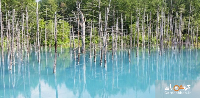 دریاچه بلو ؛ طبیعتی شگفت انگیز در ژاپن/عکس