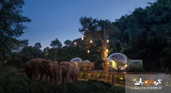 اقامت در دل جنگل کنار فیل ها+عکس