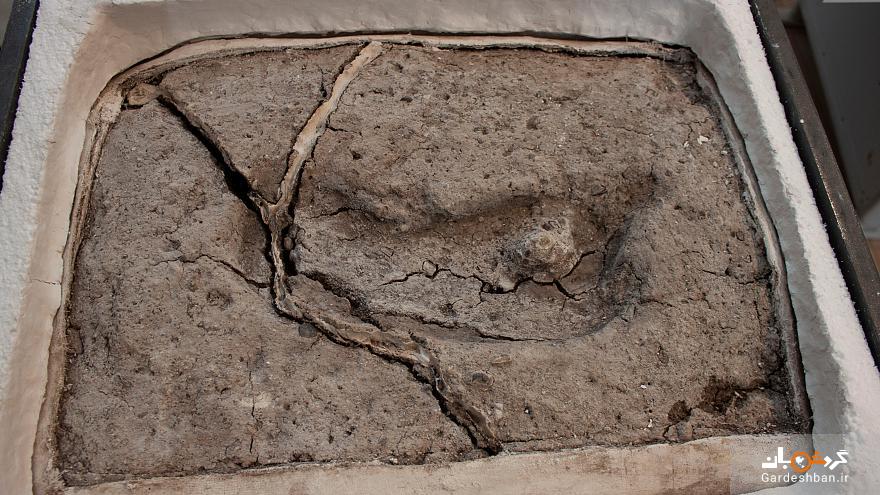 عکس/ تایید قدیمی‌ترین اثر پا کشف شده انسان در قاره آمریکا