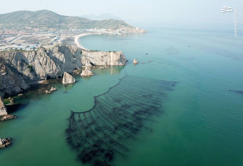 برداشت جلبک دریایی در چین‎ +تصاویر