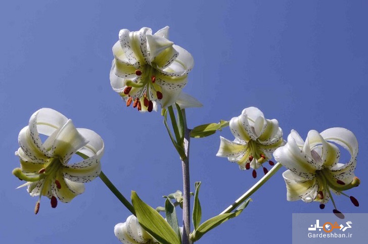 تصاویر شکوفایی نایاب‌ترین گل جهان؛ گلی که فقط در دو کشور می‌روید
