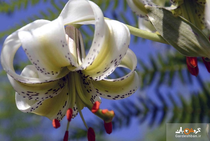 تصاویر شکوفایی نایاب‌ترین گل جهان؛ گلی که فقط در دو کشور می‌روید