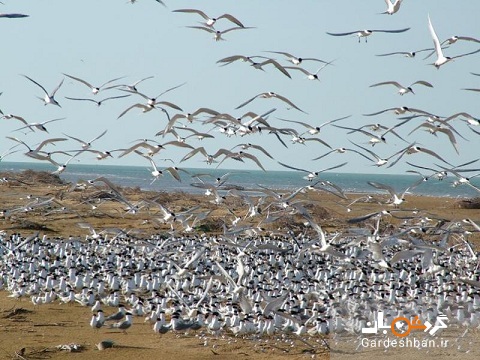 جزیره ام‌الگُرم در بوشهر؛ بهشتی برای پرندگان مهاجر/عکس