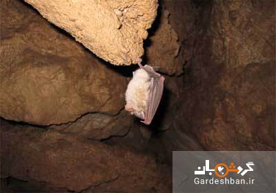 در غار آهکی گلجیک میهمان خفاش های آویزان باشید/تصاویر