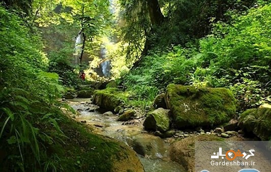 جنگل انجیلی در مازندران و آبشار زیبایی که در خود دارد/تصاویر