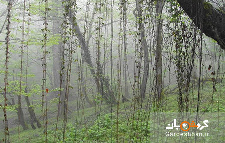 جنگل ارفع ده و چشمه پراُو در استان مازندران/تصاویر