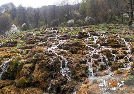 جنگل ارفع ده و چشمه پراُو در استان مازندران/تصاویر