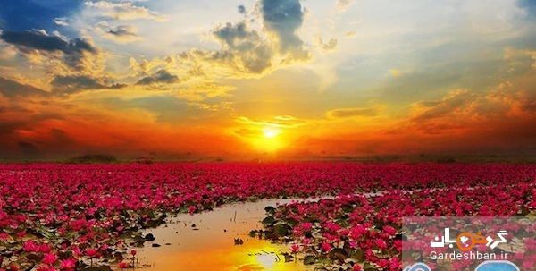 دریاچه زیبای نیلوفرهای صورتی در تایلند/تصاویر