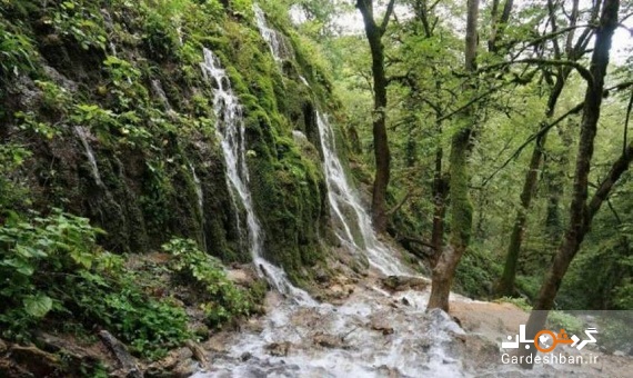 زیبایی های وصف نشدنی جنگل‌های هیرکانی در مازندران/تصاویر