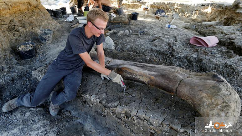 عکس/ کشف استخوان ۴۰۰ کیلوگرمی یک دایناسور در فرانسه
