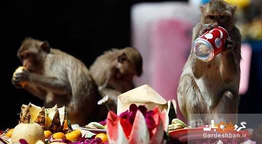 بهترین مکان ها برای تماشای میمون ها در تایلند؟تصویر