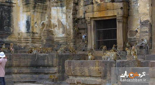 بهترین مکان ها برای تماشای میمون ها در تایلند؟تصویر