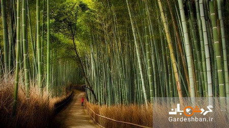 زیبایی باورنکردنی جنگل بامبو در ژاپن/تصاویر