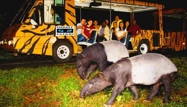 نایت سافاری؛اولین باغ وحش حیوانات شب زی در دنیا