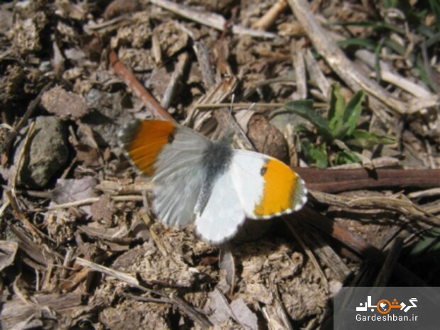 عکس/ کشف یک زیرگونه جدید از پروانه‌ها در کوه لاله‌زار کرمان