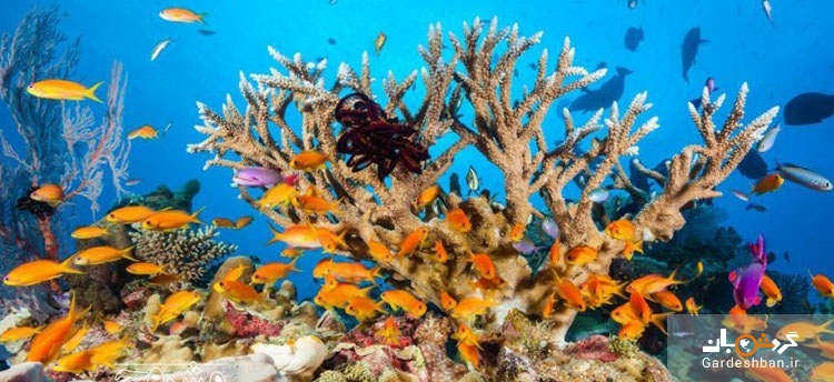 دیواره‌ بزرگ مرجانی؛جاذبه شگفت انگیز طبیعت/تصاویر