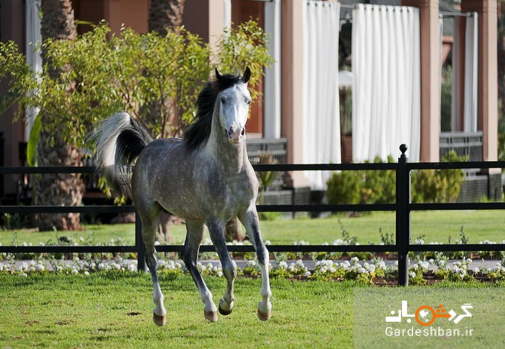 هتلی لاکچری که مهمانانش سوار اسب عربی می‌شوند+تصاویر