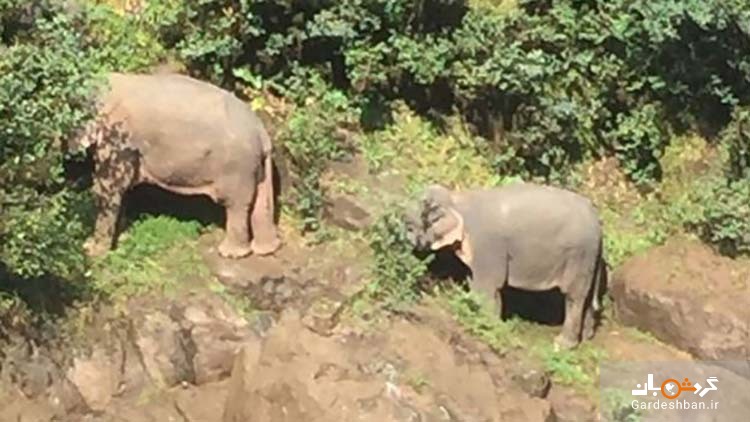کشته شدن 6 فیل در آبشار مرگ تایلند+ عکس