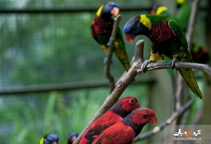 ساعاتی خوش در باغ پرندگان کوالالامپور+تصاویر