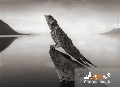 ناترون، دریاچه ای که حیوانات در آن به سنگ تبدیل می شوند!+تصاویر