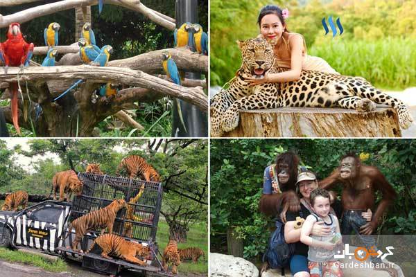 باغ وحش سافاری بانکوک+تصاویر