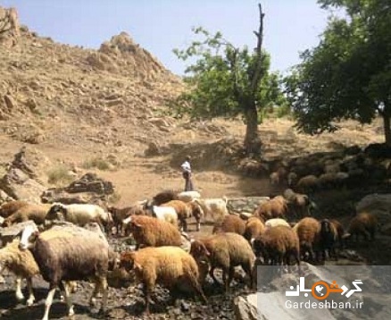 روستای خوش آب و هوای قوهیجان در شهرستان طارم/تصاویر