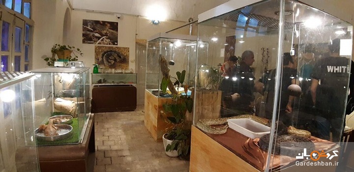 ملکه‌ مارهای یزد حاشیه ساز شد/ نمایشگاهی متفاوت در میان کافه رستوران‌های بافت تاریخی
