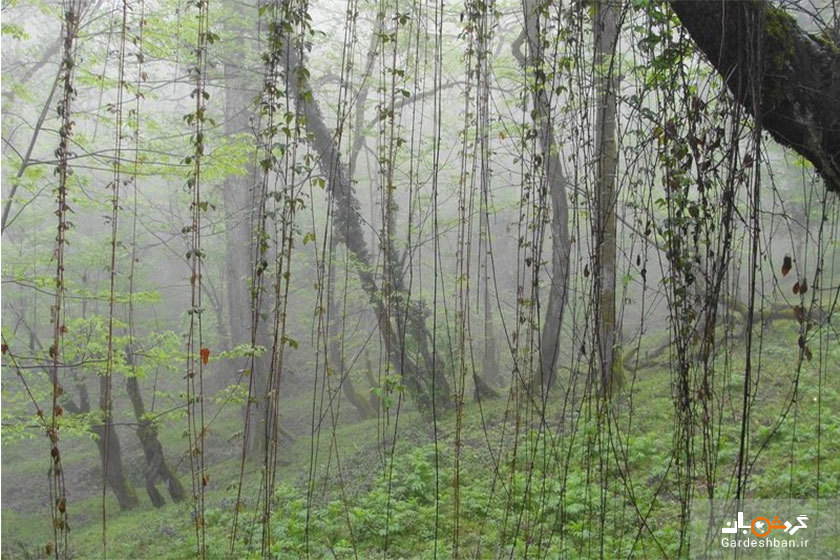جنگل ارفع ده از جاذبه‌های طبیعت‌گردی شهرستان سواد کوه