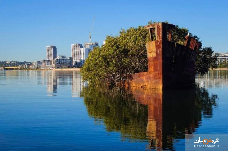 جنگل شناور سیدنی در خلیج هوم بوش +تصاویر