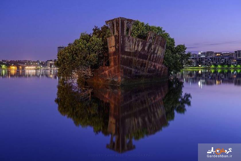 جنگل شناور سیدنی در خلیج هوم بوش +تصاویر
