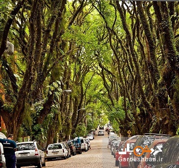 سبزترین و زیباترین خیابان دنیا کجاست؟+تصاویر