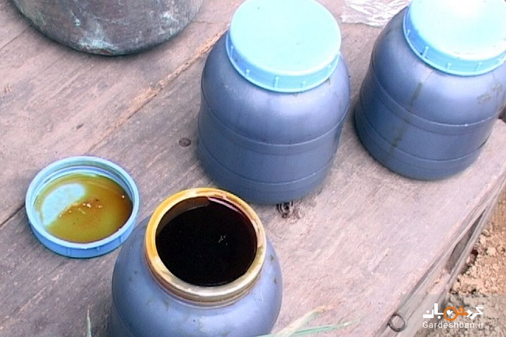 اربه دوشاب ؛ مراسم سنتی گیلانی‌ها برای تهیه شیره‌ای مغزی + تصاویر