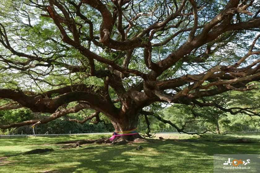 درخت غول‌ پیکر از دیدنی های کانچانابوری تایلند/عکس