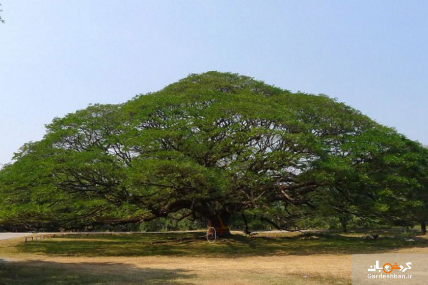 درخت غول‌ پیکر از دیدنی های کانچانابوری تایلند/عکس