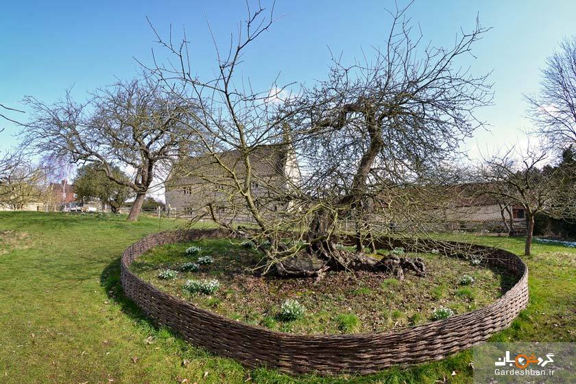 درخت سیب نیوتن از جاذبه های دیدنی شهر لینکلن‌شر انگلستان/عکس