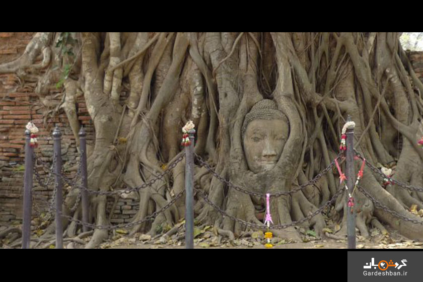 مجسمه‌ سر بودا درون درخت جاذبه عجیب تایلند/عکس