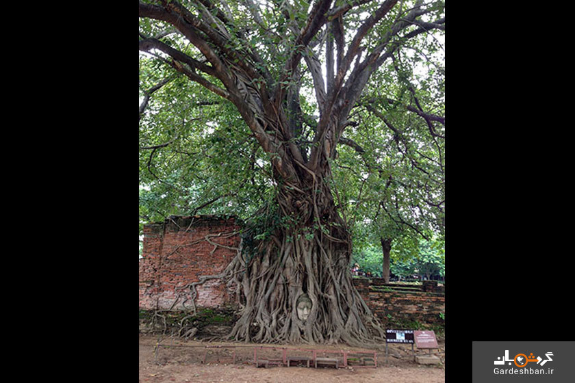 مجسمه‌ سر بودا درون درخت جاذبه عجیب تایلند/عکس