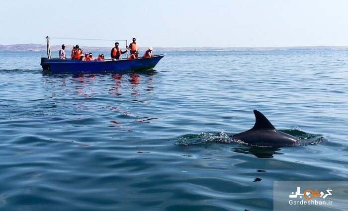سفر به جزیره هنگام ؛ به میزبانی دلفین‌ها