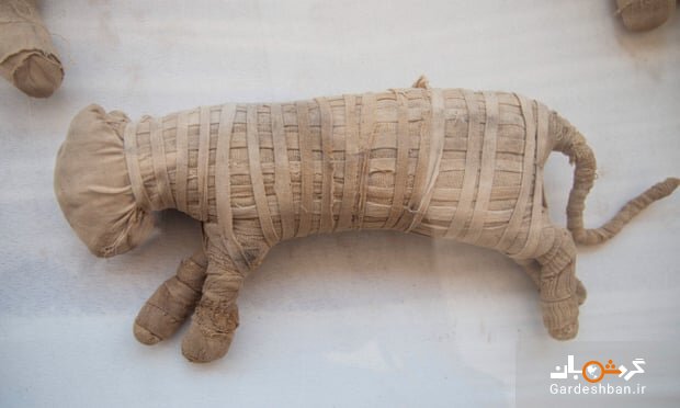 کشف مومیایی شیر در مصر برای نخستین‌بار + تصاویر