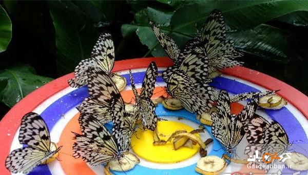 پارک پروانه‌ها؛از جاذبه‌های سرسبز و دیدنی کوالالامپور +تصاویر