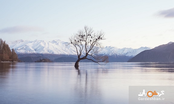 واناکا، معروف ترین درخت اینستاگرام آسیب دید/ سمبل امید نیوزلند را با اره بریدند